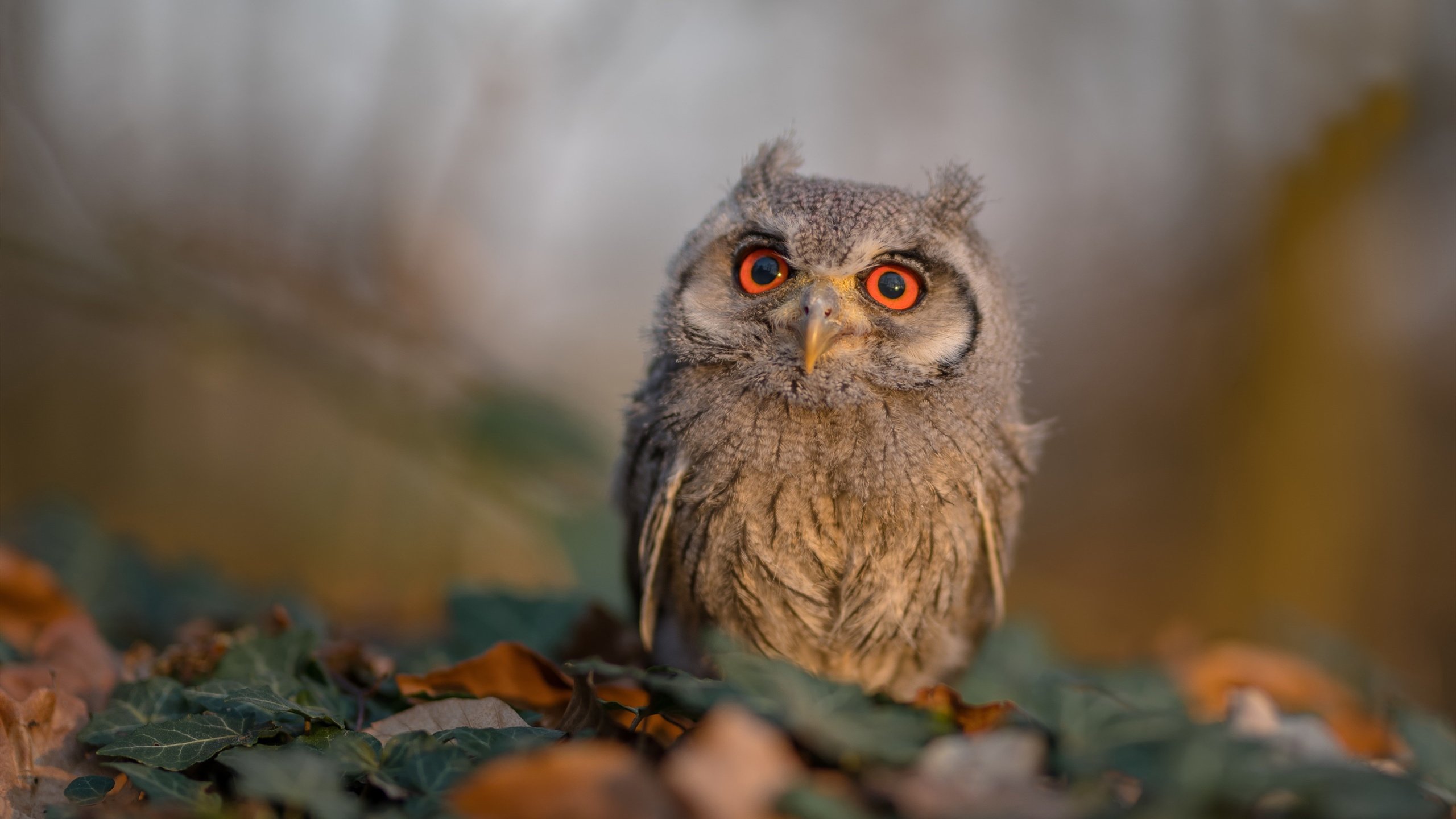 开云体育中国-莫兰特关键制胜,国王战术如何全面压制开拓者